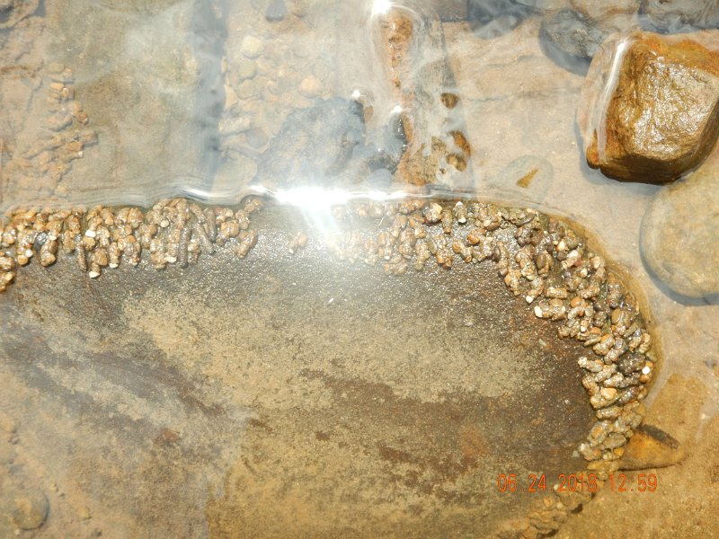 -Kettle Valley-089-.jpg - Check out the caddis cases.  I thought this was quite amazing.
